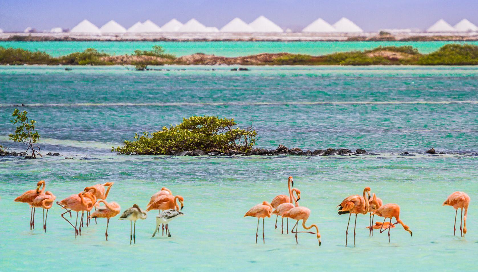 Van Der Valk Plaza Beach & Dive Resort Bonaire Playa Exteriör bild