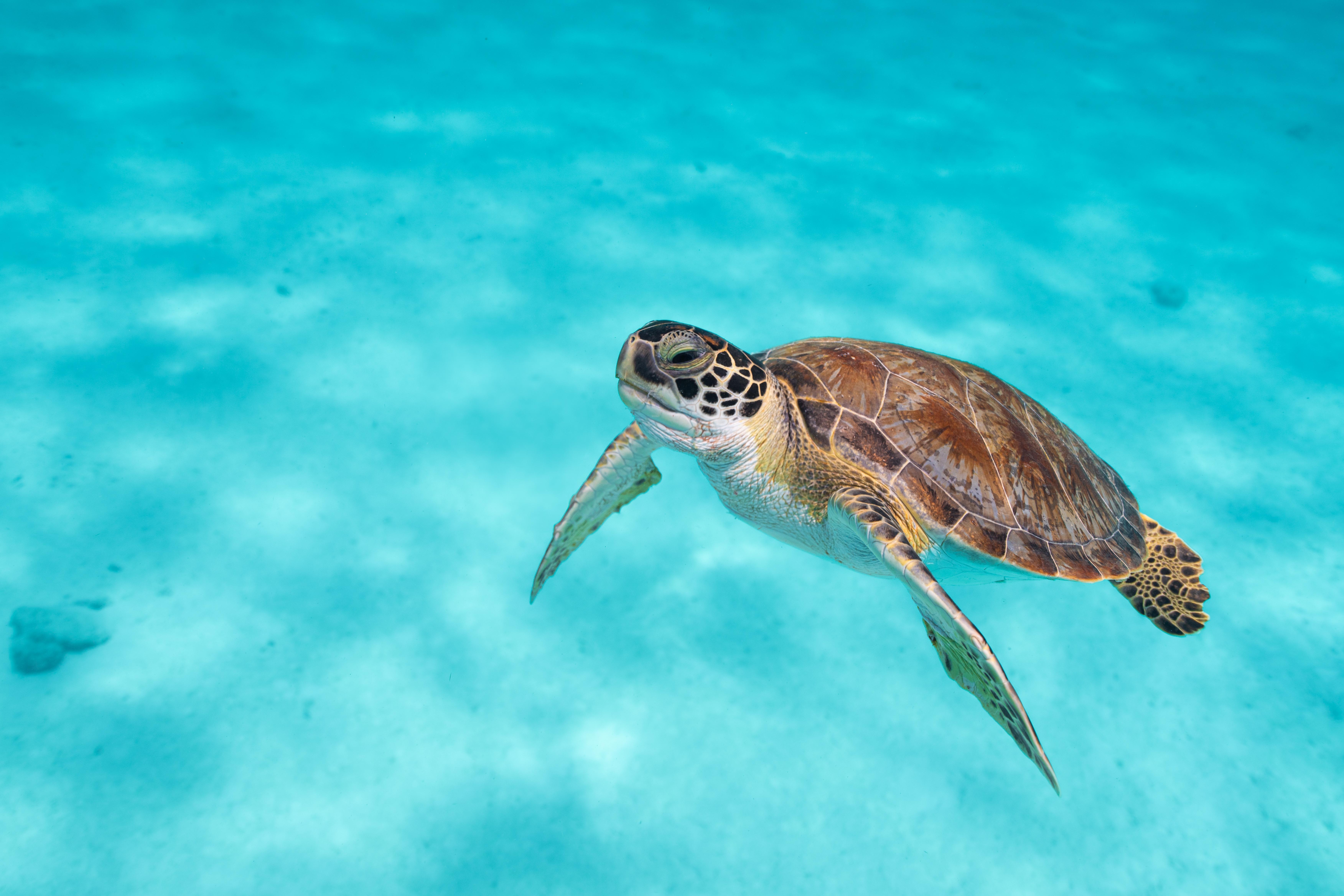 Van Der Valk Plaza Beach & Dive Resort Bonaire Playa Exteriör bild